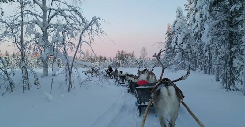 Levi: 3km Reindeer Sleigh Ride in the forest at night - Logistics and Accessibility