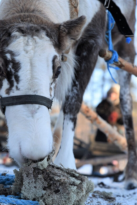 Levi: 3km Reindeer Sleigh Ride in the forest at night - How This Tour Compares to Other Arctic Experiences