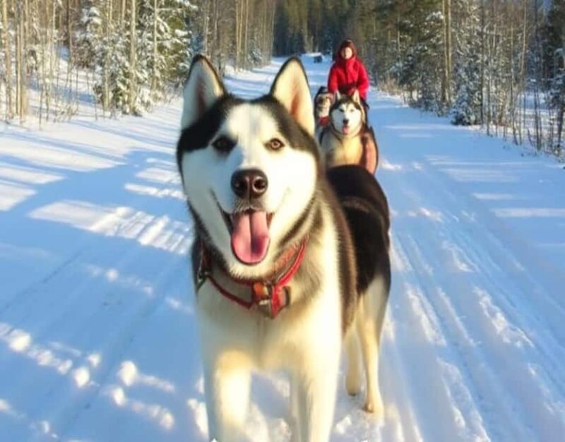 Levi: 5 Km Husky Sledding Ride in Levi - Meet and Bond with Friendly Huskies in Levi’s Wilderness