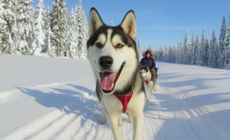 Levi: 5 Km Husky Sledding Ride in Levi - Safety and Accessibility Considerations