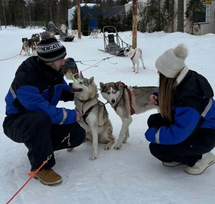 Levi: 5 Km Husky Sledding Ride in Levi - Levi’s Husky Sledding Tour Compared to Other Arctic Activities