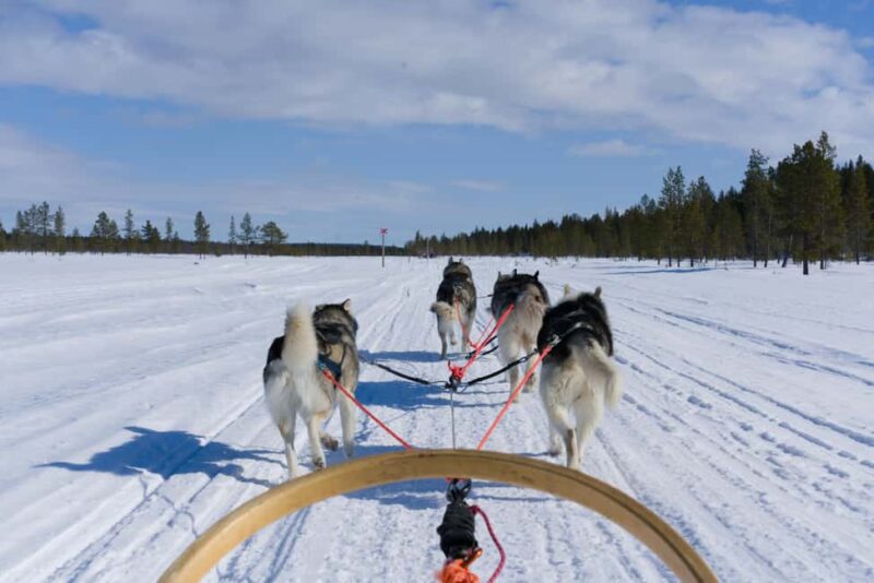 Levi: 5km Self-Driven Husky Sledge Safari - Levi: 5km Self-Driven Husky Sledge Safari – An Arctic Adventure in Finland