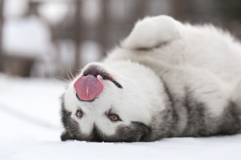 Levi: 7 km Self-Drive Husky Sledding Adventure - Discover the Excitement of Self-Drive Husky Sledding in Levi for $271