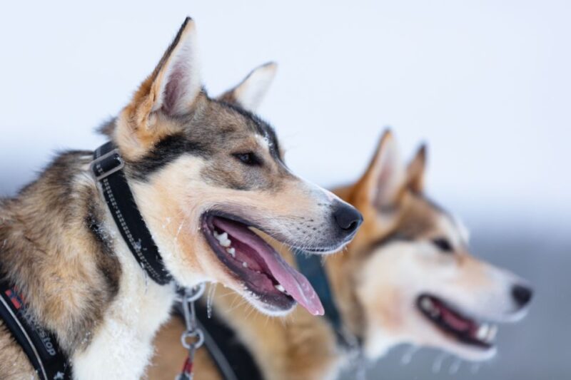 Levi: 7 km Self-Drive Husky Sledding Adventure - Key Points