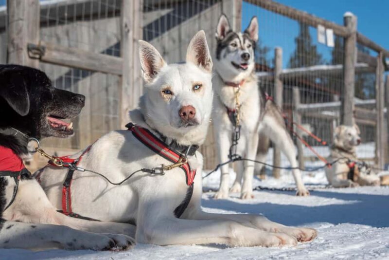 Levi: Arctic Combo Husky & Reindeer Ride - The Role of Guides and Animal Welfare