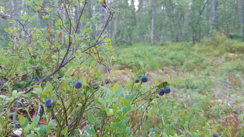 Levi: Berry Picking - Superfoods from Nature - Discover the Pure Wilderness of Lapland on a Berry-Picking Tour