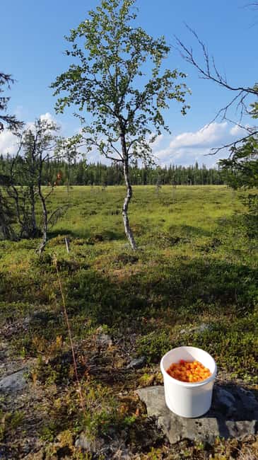 Levi: Berry Picking - Superfoods from Nature - What to Expect During the 3-Hour Forest Walk