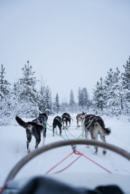 Levi: Evening Husky Sled Ride under the Northern Lights - Levi: Evening Husky Sled Ride under the Northern Lights