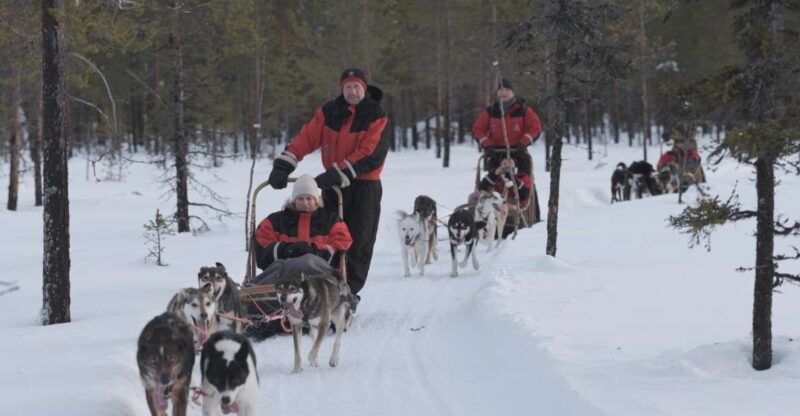 Levi: Evening Husky Sled Ride under the Northern Lights - From the Meeting Point to the Arctic Wilderness