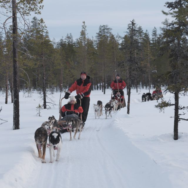 Levi: Evening Husky Sled Ride under the Northern Lights - The Experience of Meeting and Petting Huskies