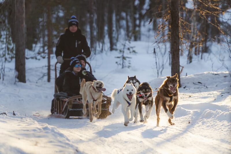 Levi: Follow the Elves  One day husky safari - Discover the Husky Safari "Follow the Elves" in Levi, Finland