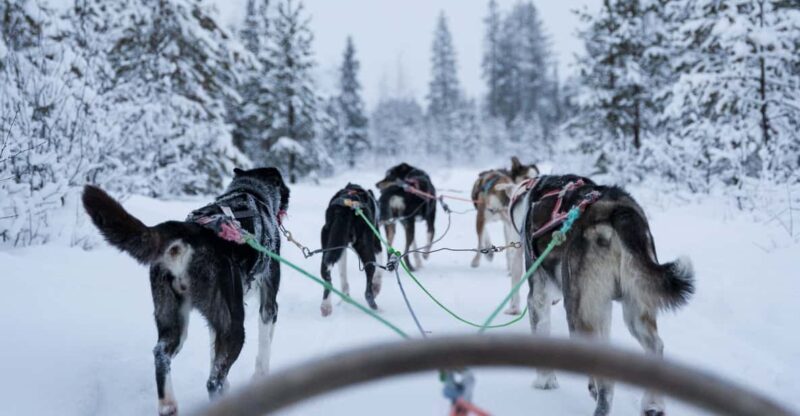 Levi: Forest Troll  Two-day Husky safari - Starting Point in Levi and Transportation Details