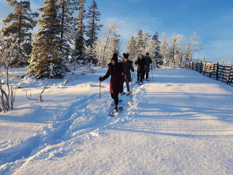 Levi: Gentle Snowshoe Walk in Winter Wilderness - Learning About Arctic Wildlife and Nature