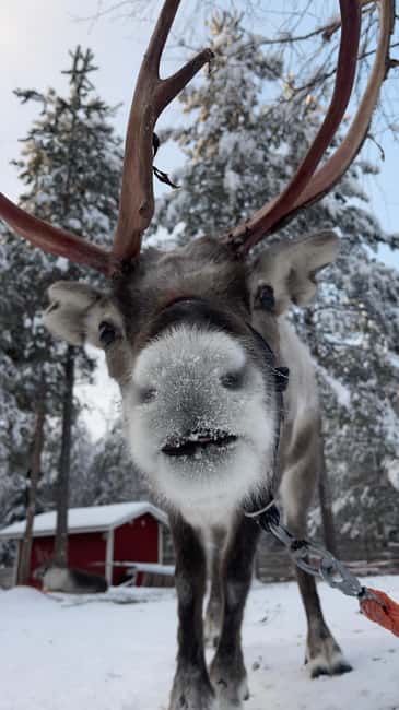 Levi: Husky and Reindeer Farm Tour with Sled Ride - The Huskies Dash: 500-Meter Sledge Ride