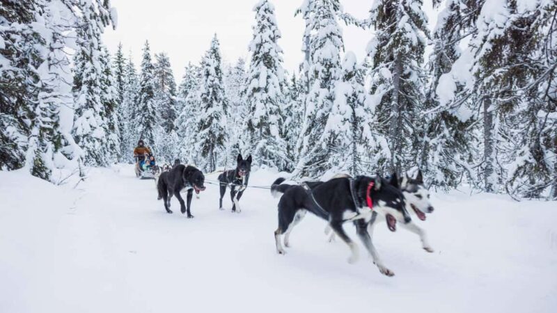 Levi: Husky and Reindeer Farm Tour with Sled Ride - Practical Details and Tour Logistics