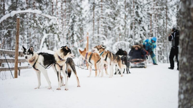 Levi: Husky and Reindeer Farm Visit with Snowmobiling - Value and Overall Experience