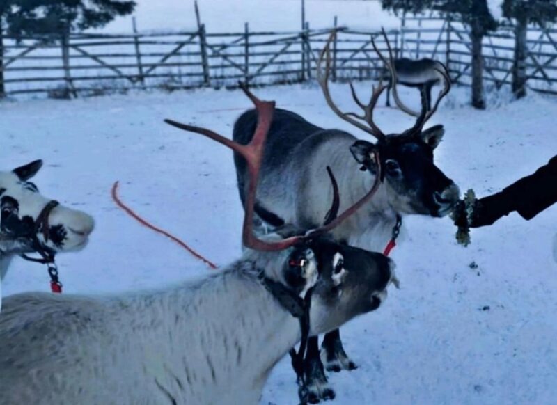 Levi: Lapland Reindeer Safari - The Reindeer Sled Ride Experience