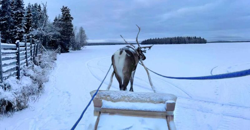 Levi: Lapland Reindeer Safari - Learning About Lappish Culture and Reindeer Roles