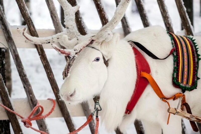Levi: Lapland Reindeer Safari - The Appeal of the Hot Drink and Cookies