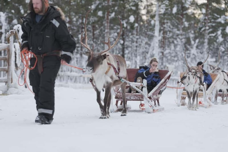 Levi: Lappish Reindeer Sled Ride 3 km - Discover the Magic of the Levi Lappish Reindeer Sled Ride