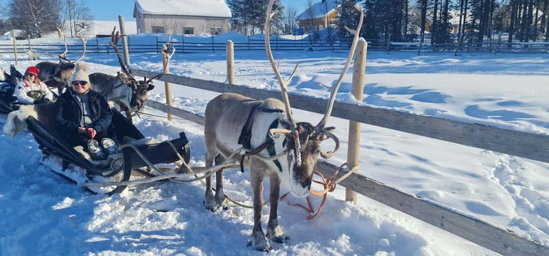 Levi: Lappish Reindeer Sled Ride 3 km - Meeting Reindeer and Feeding Opportunities