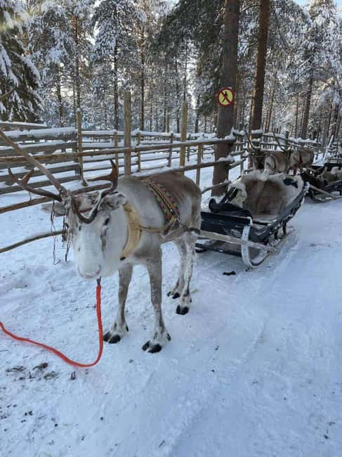 Levi: Meet Reindeer and Visit Husky Kennel - Reindeer Viewing in a Spacious Fenced Area