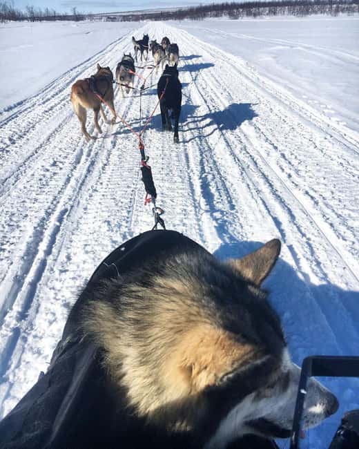 Levi: Meet Reindeer and Visit Husky Kennel - Limitations and Considerations