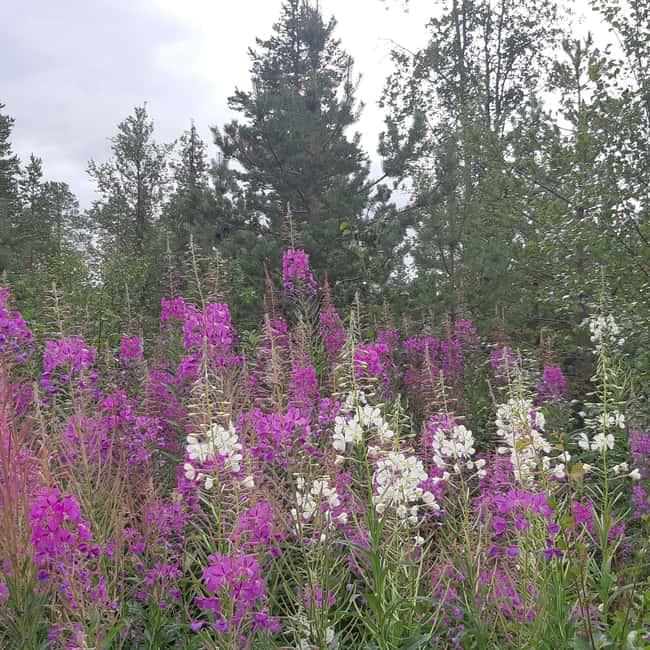 Levi: Nature Walk with Birds, Animals, and Plants - Key Points