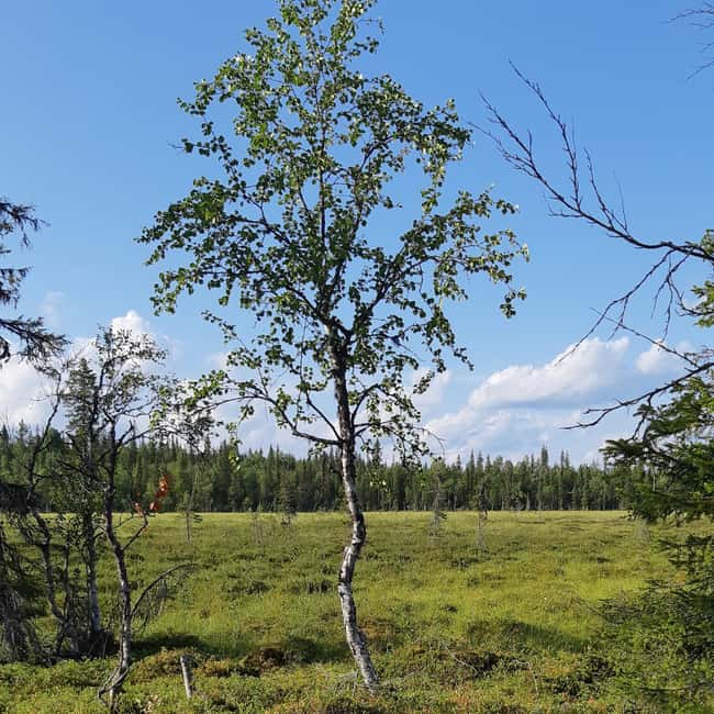 Levi: Nature Walk with Birds, Animals, and Plants - Starting Point and Meeting Arrangements at Muoniontie 955