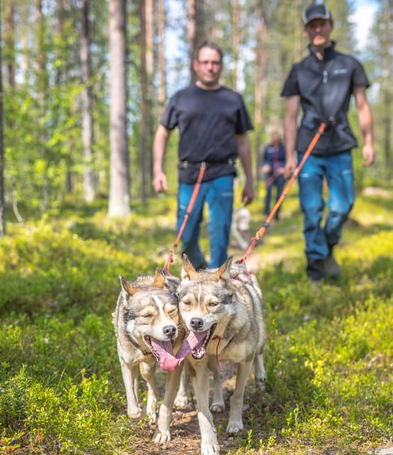 Levi: Nature Walk with Huskies - Levi: Nature Walk with Huskies – An Authentic Lapland Experience for All Ages