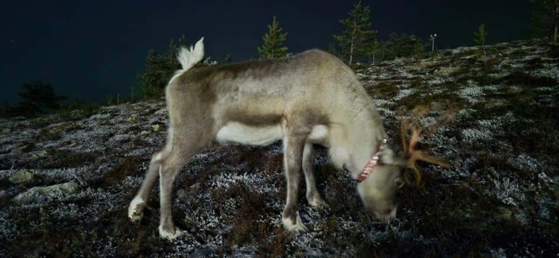 Levi: Northern Lights by Minivan with hot drinks and snacks - Enjoying Hot Drinks and Snacks in the Arctic Night