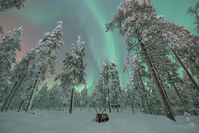 Levi: Private Northern Lights Hunt in the Wilderness - Key Points