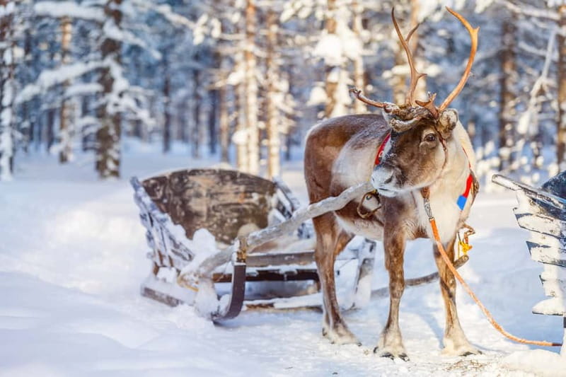 Levi: Reindeer Experience with Sled Ride - Key Points