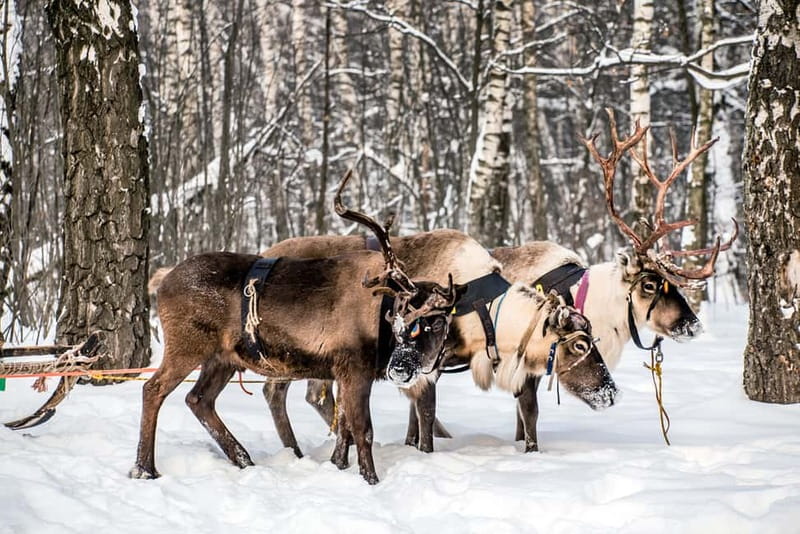 Levi: Reindeer Experience with Sled Ride - Meeting Point and Pickup Details in Levi