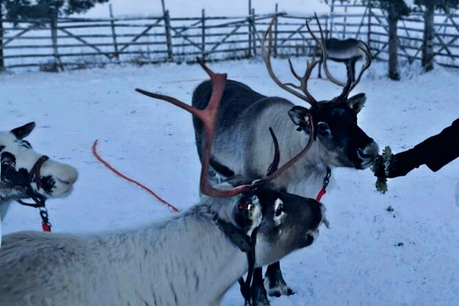 Levi Reindeer Safari - Long or Quick - with Sledge Ride - Meet the Reindeer Farm and Learn About Sami Culture