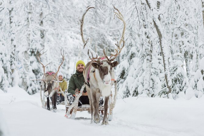 Levi Reindeer Safari - Long or Quick - with Sledge Ride - Practical Details and Booking Insights