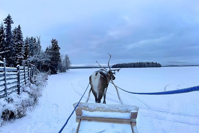 Levi Reindeer Safari - Long or Quick - with Sledge Ride - Considerations: Weather and Animal Encounters