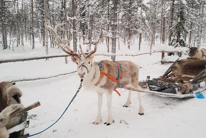 Levi Reindeer Safari - Long or Quick - with Sledge Ride - The Experience Provider and Cancellation Policy