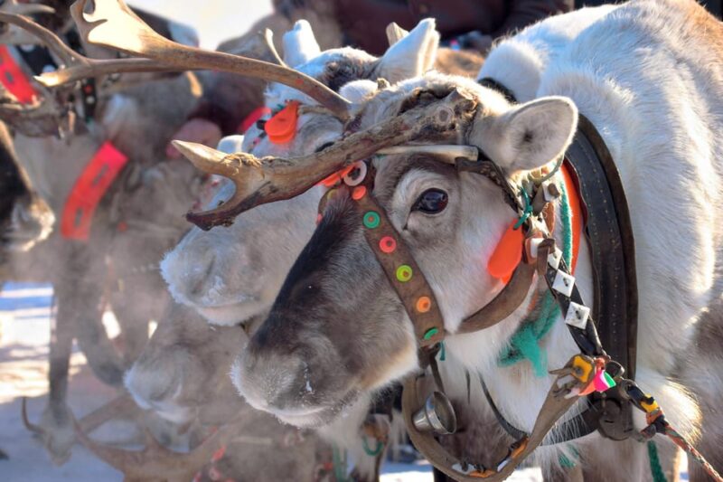 Levi: Reindeer Sleigh Ride Tour in Snowy Forest - Key Points