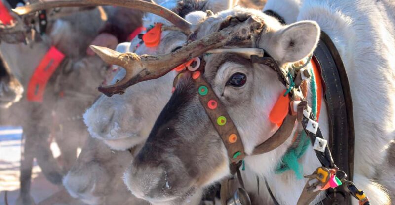 Levi: Reindeer Sleigh Ride Tour in Snowy Forest - Interacting with Reindeer in Their Second Summer ("Kermikkä")