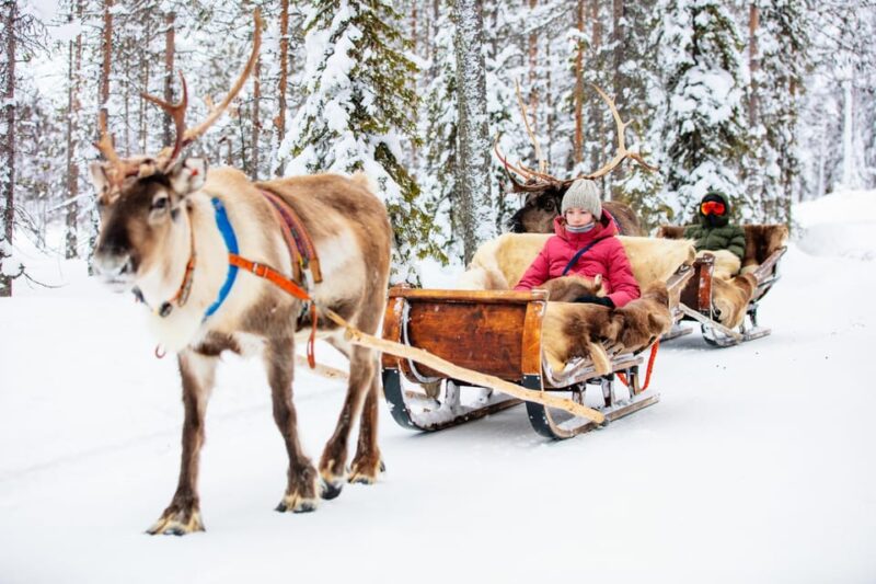 Levi: Reindeer Sleigh Ride Tour in Snowy Forest - Cozy Campfire and Warm Berry Juice Experience