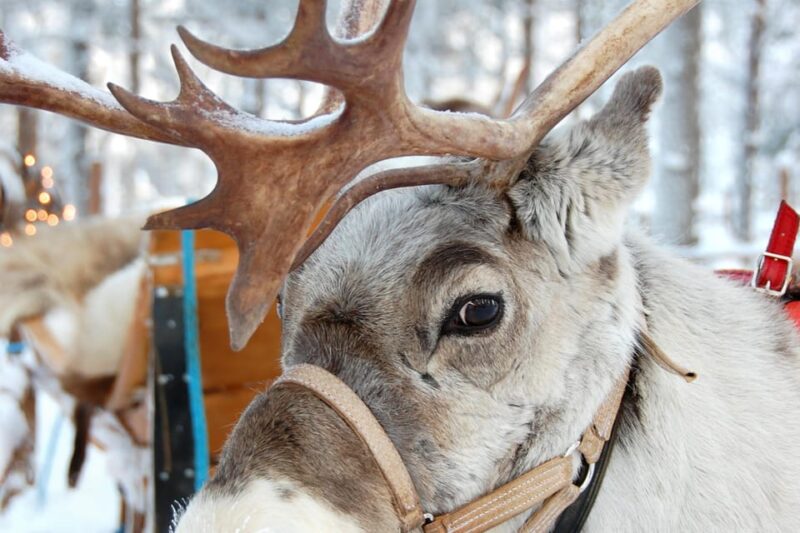 Levi: Reindeer Sleigh Ride Tour in Snowy Forest - Final Thoughts on the Levi Reindeer Sleigh Ride Tour