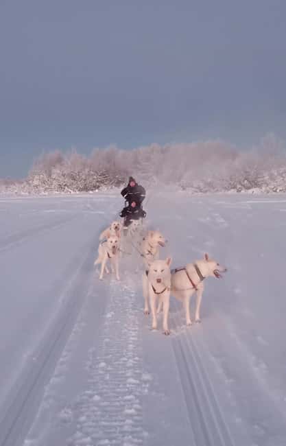 Levi: Self-Drive 2 KM Husky Sledding Experience - Exciting 2 KM Self-Drive Husky Sledding in Lapland