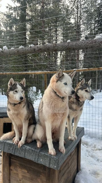 Levi: Self-Drive 5 KM Husky Sledding Experience - Experience the Power and Joy of Self-Drive Husky Sledding in Levi