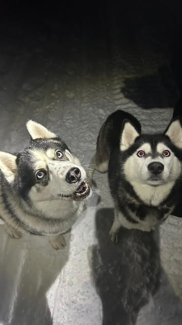 Levi: Self-Drive 5 KM Husky Sledding Experience - Learning the Basics: Husky Handling and Safety Instructions