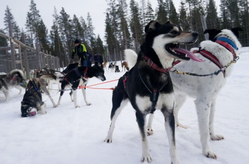 Levi: Self-Drive Guided Husky Tour - Experience the Power of Lapland’s Huskies on a Self-Drive Tour