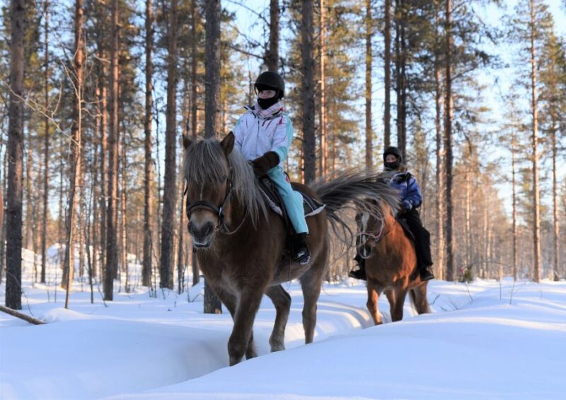 Levi: Snowy Forest Ride and Polar Lights Tours - The Forest Ride on Finn Horses