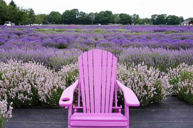 Lewin Farms, Lavender By The Bay and Tanger Outlets Full-Day Tour - Lavender by the Bay: A Stunning Lavender Experience