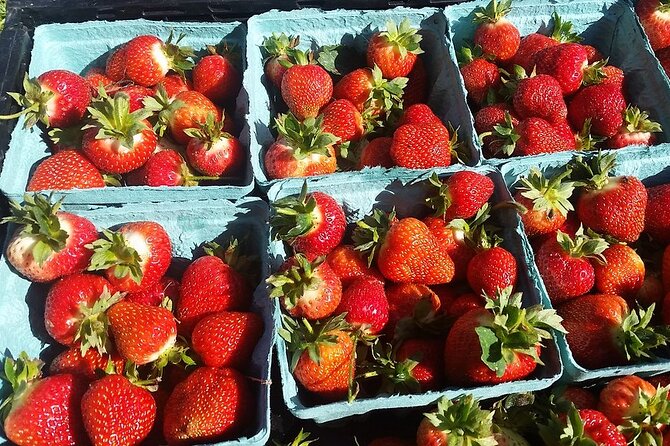 Lewin Farms, Lavender By The Bay and Tanger Outlets Full-Day Tour - Tanger Outlets: Bargain Shopping on a Large Scale