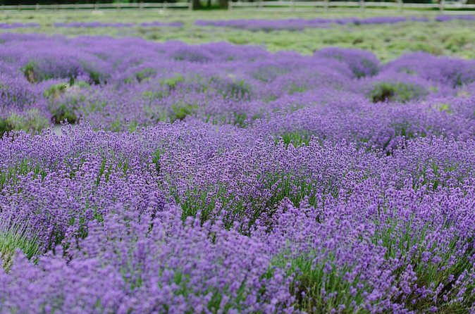 Lewin Farms, Lavender By The Bay and Tanger Outlets Full-Day Tour - Transit and Rest Breaks: Comfort Throughout the Day